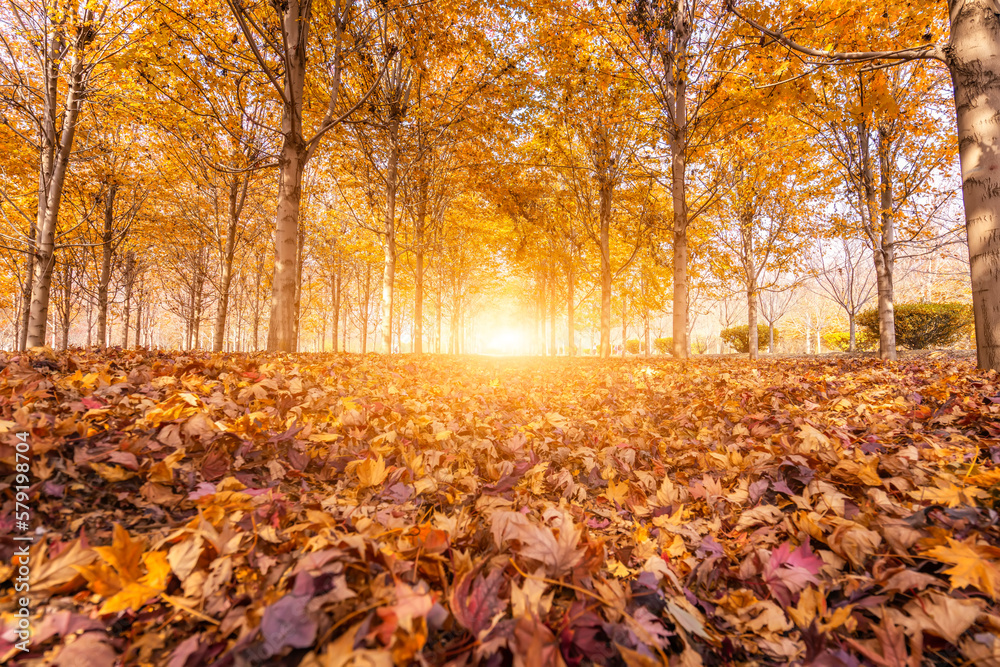 Autumn maple leaf forest color picture