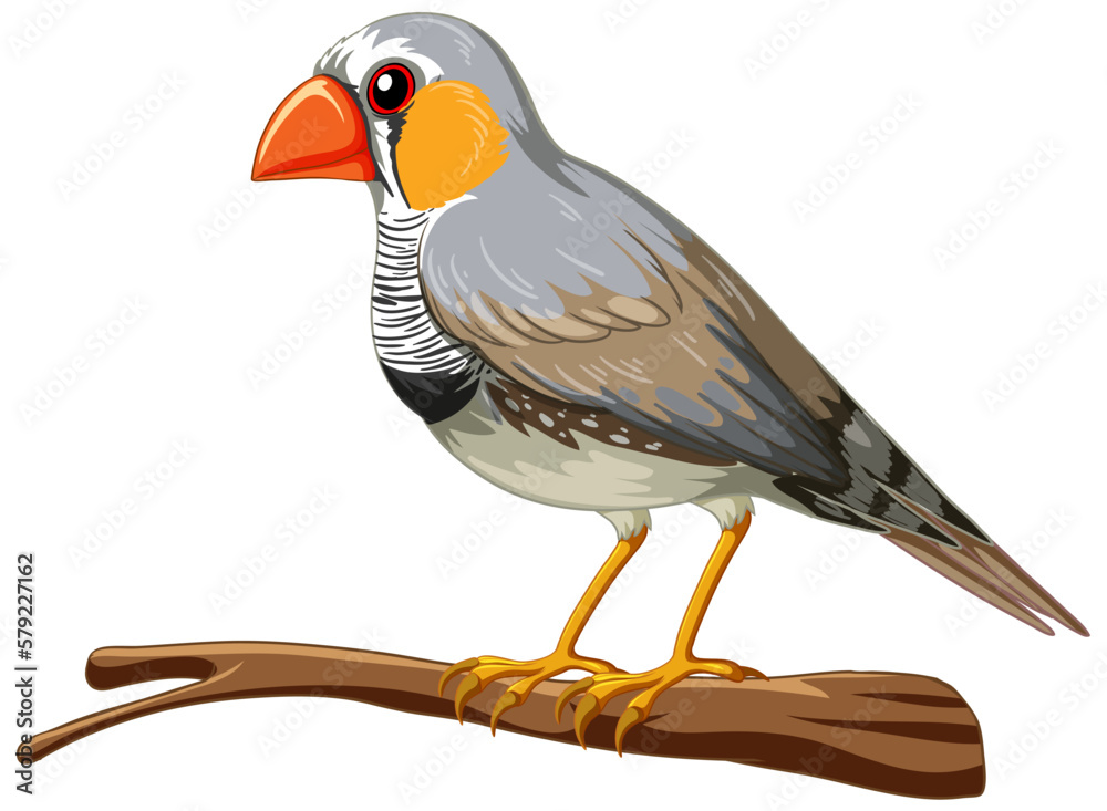 The zebra finch bird standing on the white background