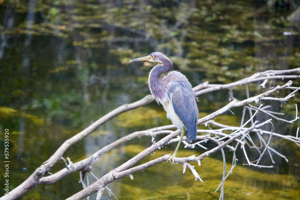 great blue heron