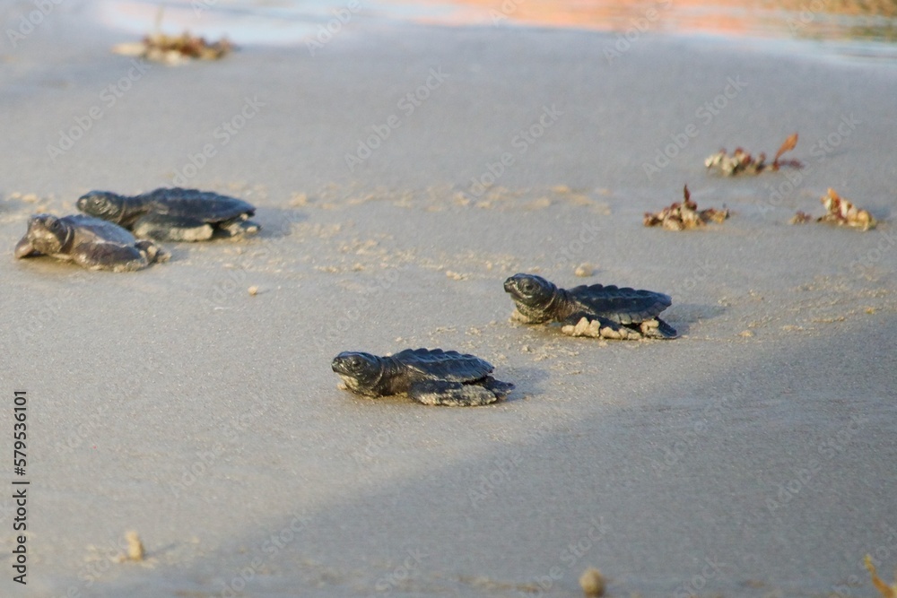 Baby Sea Turtles