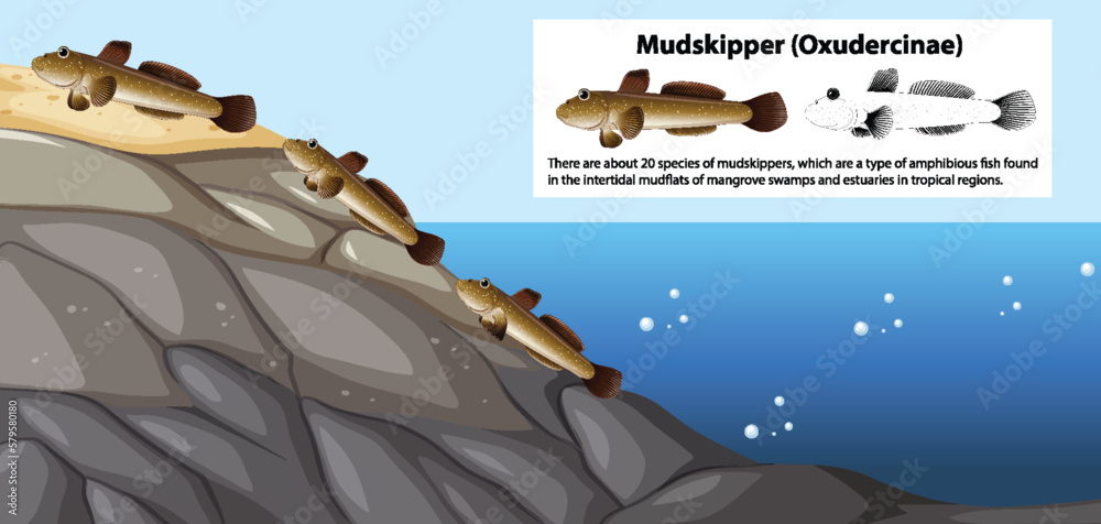 Mudskipper Movement Vector Concept