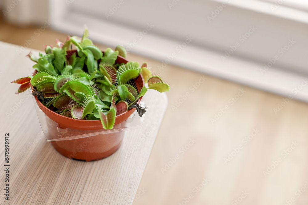 Dionaea muscipula on light wooden table