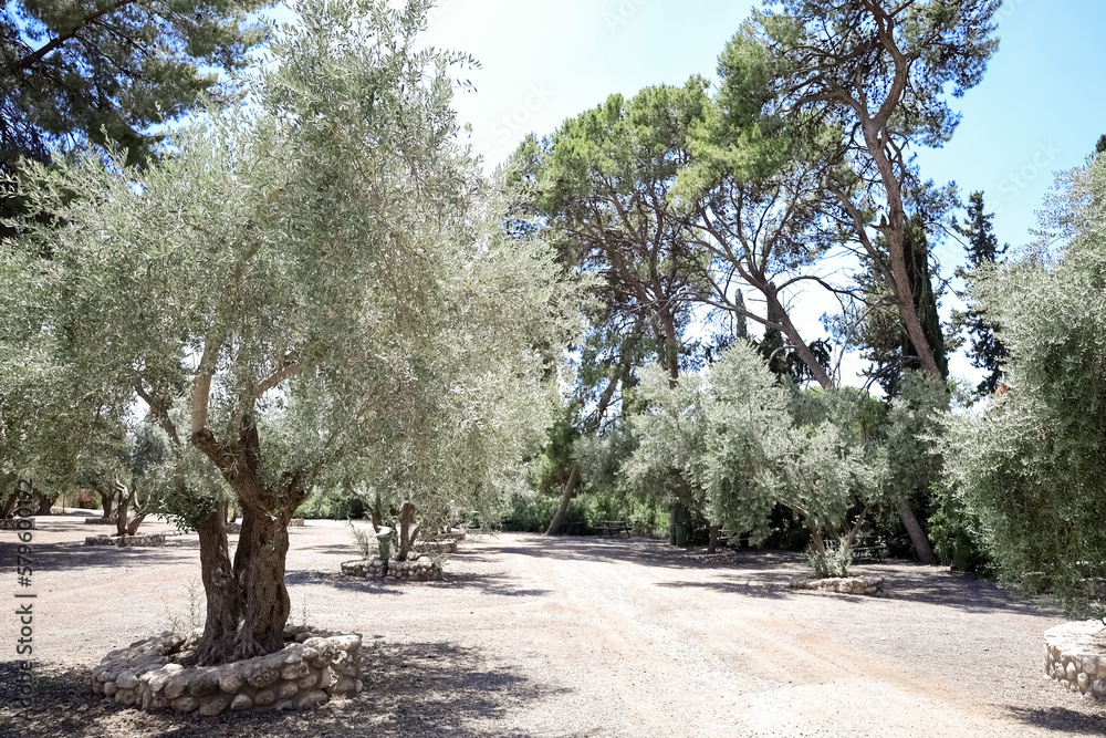 View of beautiful olive trees in park