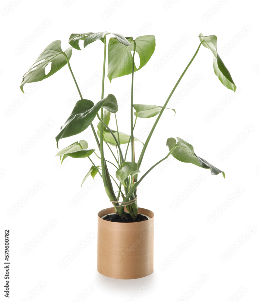 Green Monstera in pot on white background