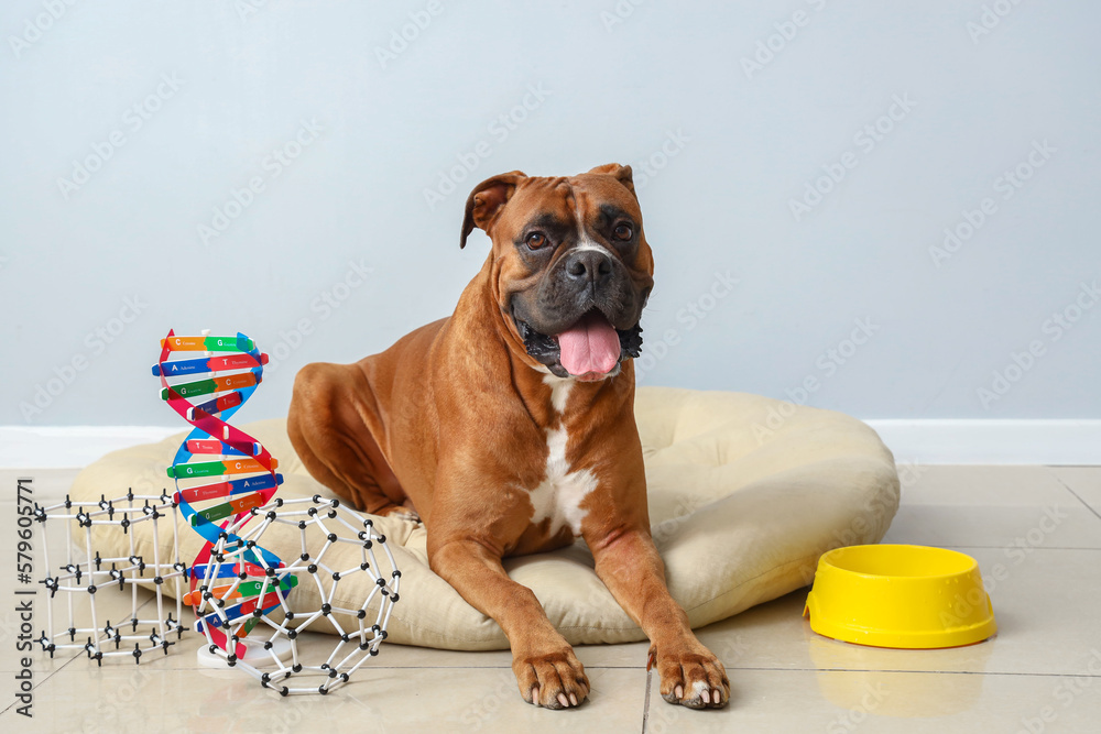 Boxer dog with molecular models lying in pet bed near light wall