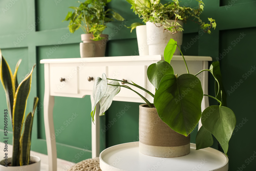 Green houseplant on table in room, closeup