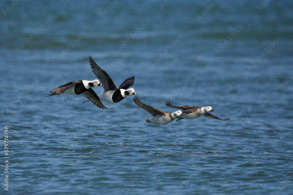 Long-tailed Ducks in flight - these Arctic sea ducks winter along the Atlantic Ocean coast in Virgin