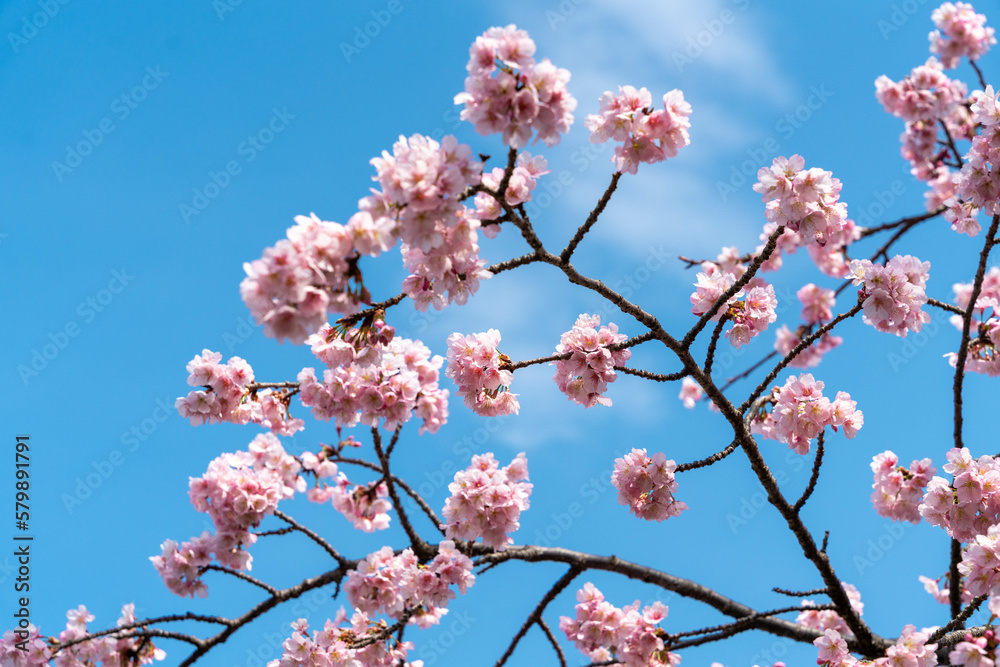 桜の花