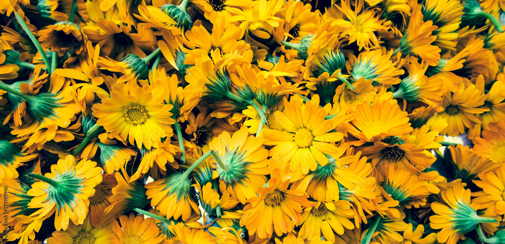 freshly picked dandelion flowers health and beauty