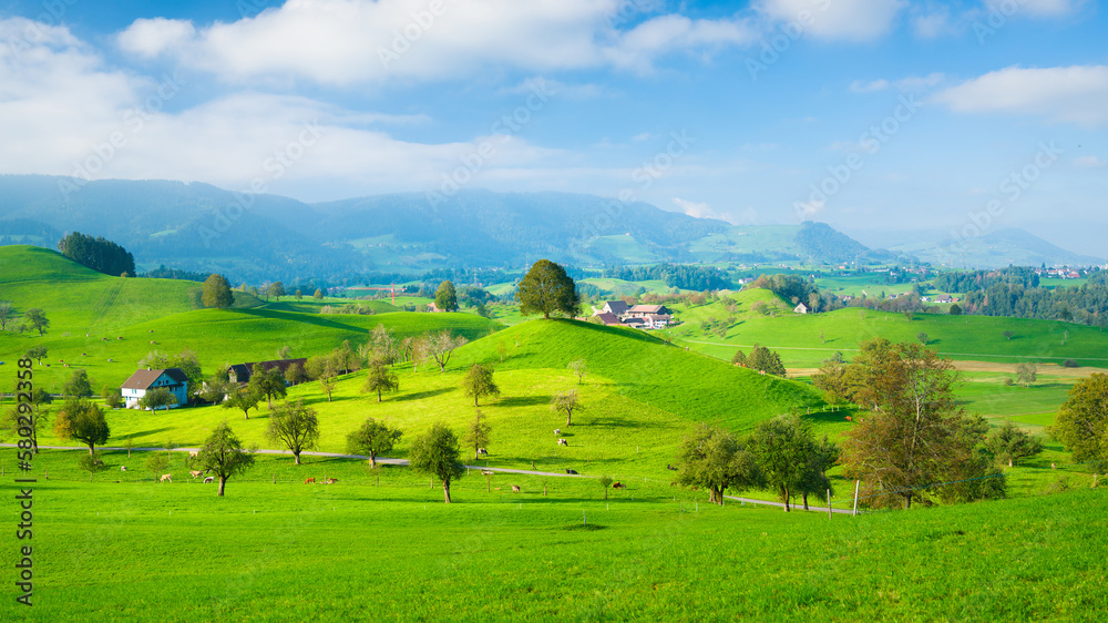 Fields and pastures in a valley. Animals on the farm. View against the background of the mountains. 