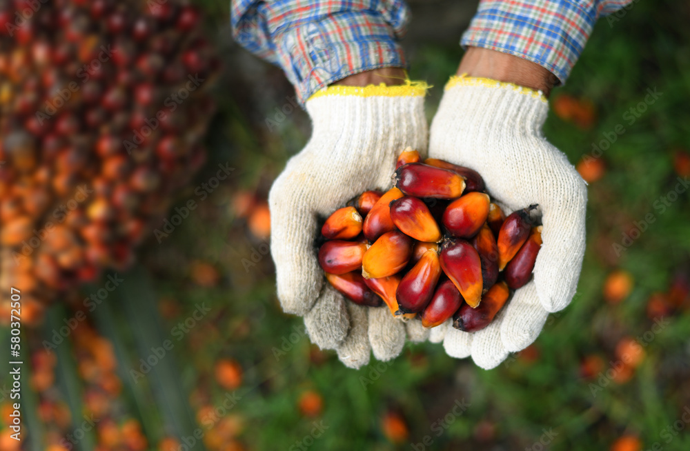 Close-up palm oil nuts in hands.