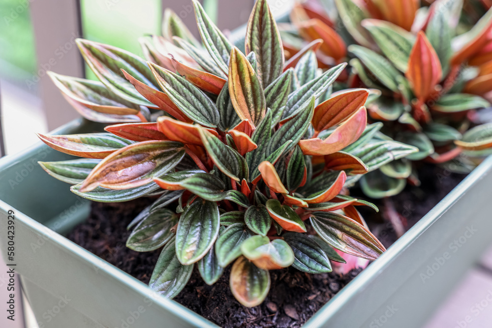 Peperomia rosso in pot on balcony, closeup