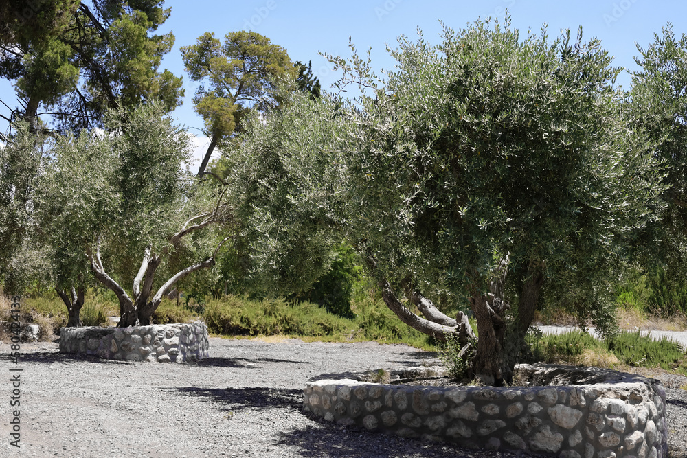 View of beautiful olive trees in park