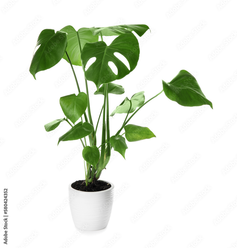 Green Monstera in pot on white background