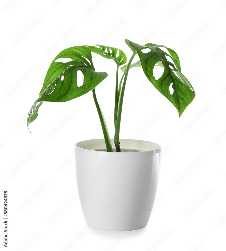 Green Monstera in pot on white background