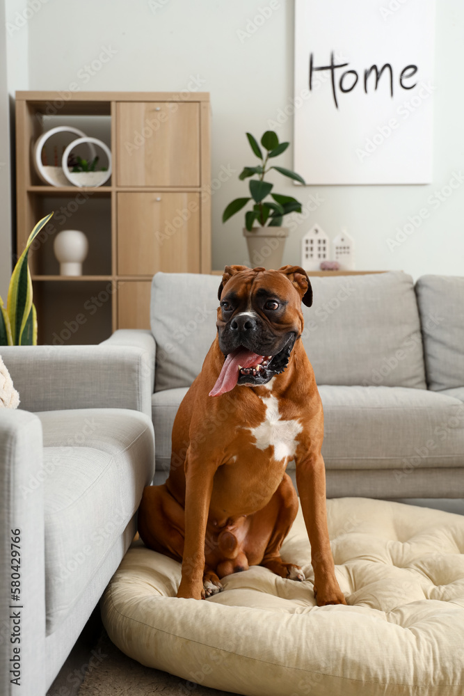 Boxer dog sitting on pet bed at home