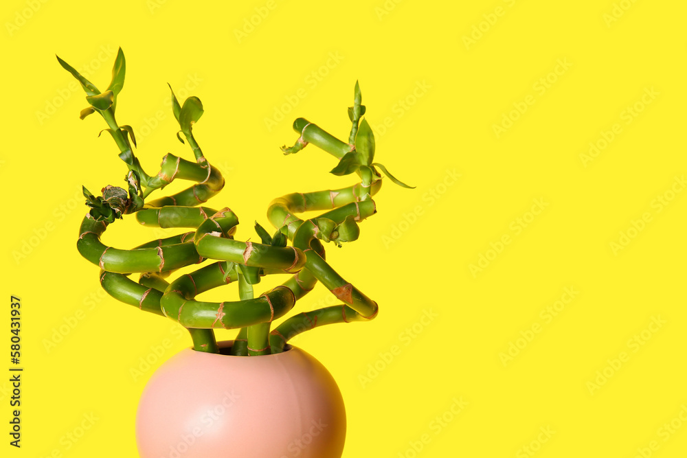 Bamboo plant in vase on yellow background