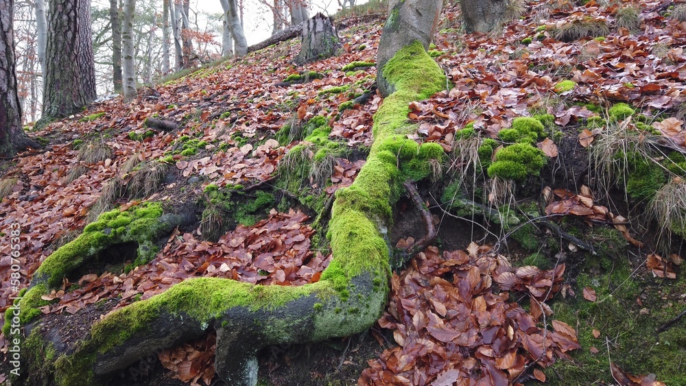 Tree roots with ground covered with moss in forest