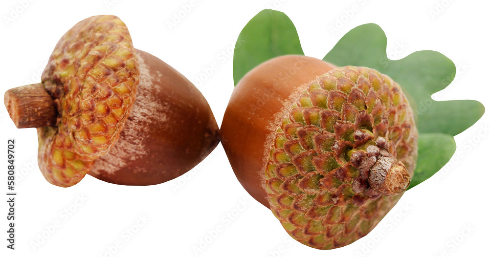 Closeup of acorn