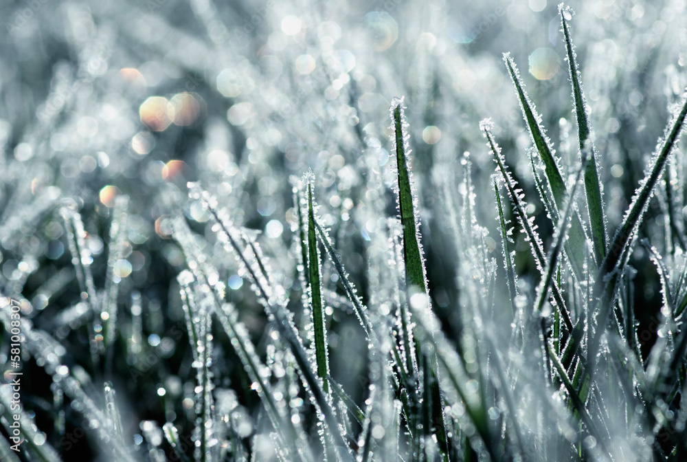 Ice grass winter background