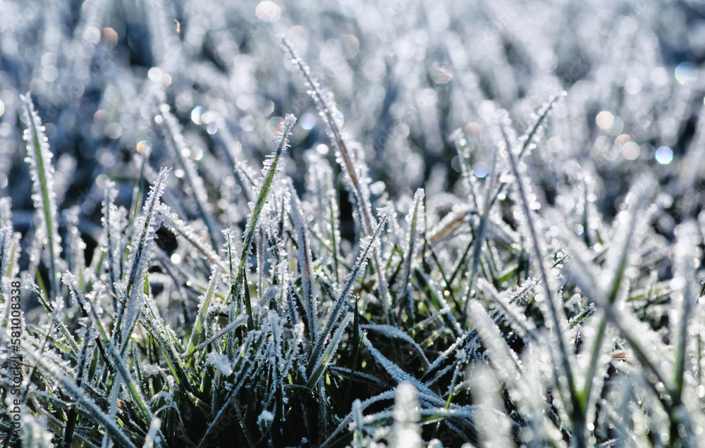 Close up frozen ice on grass