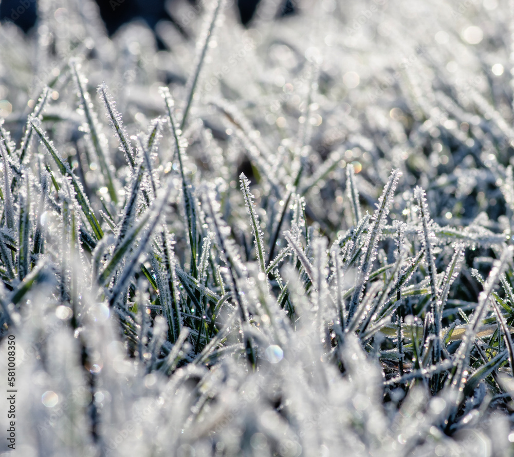 Close up frozen ice on grass