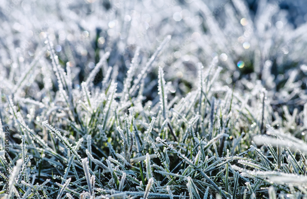 Winter background, morning frost in the grass