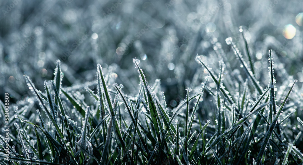 Green grass with morning frost