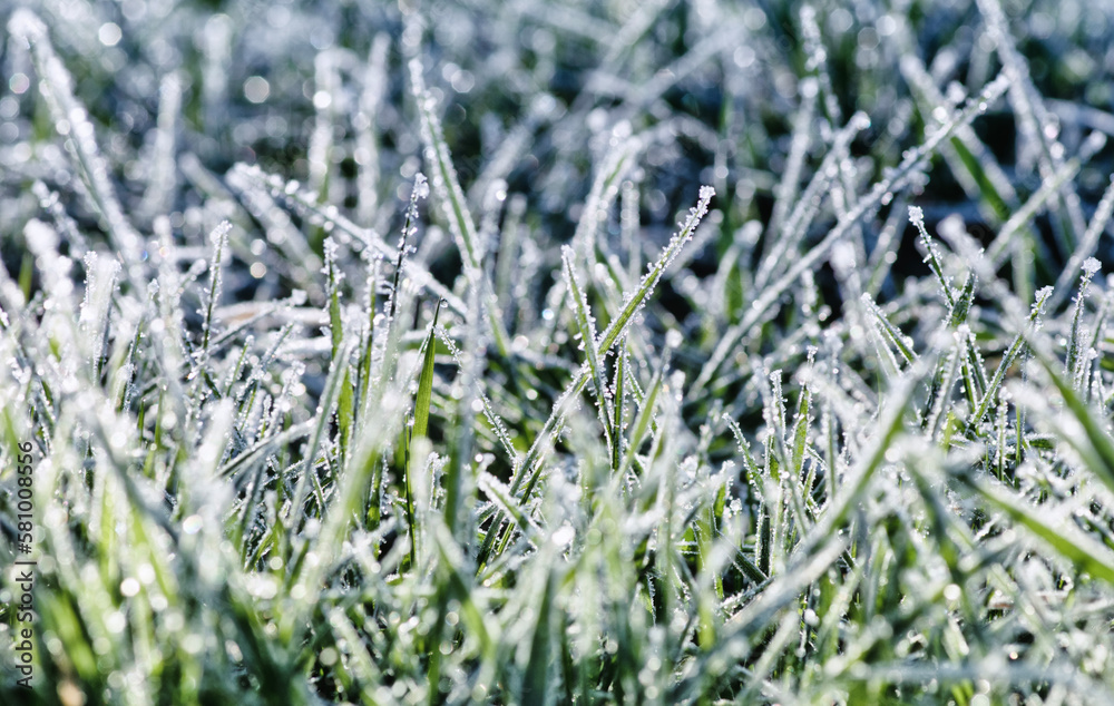 Winter background, morning frost in the grass