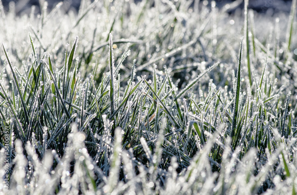 Frost on the plants. Ice grass. Beautiful winter background