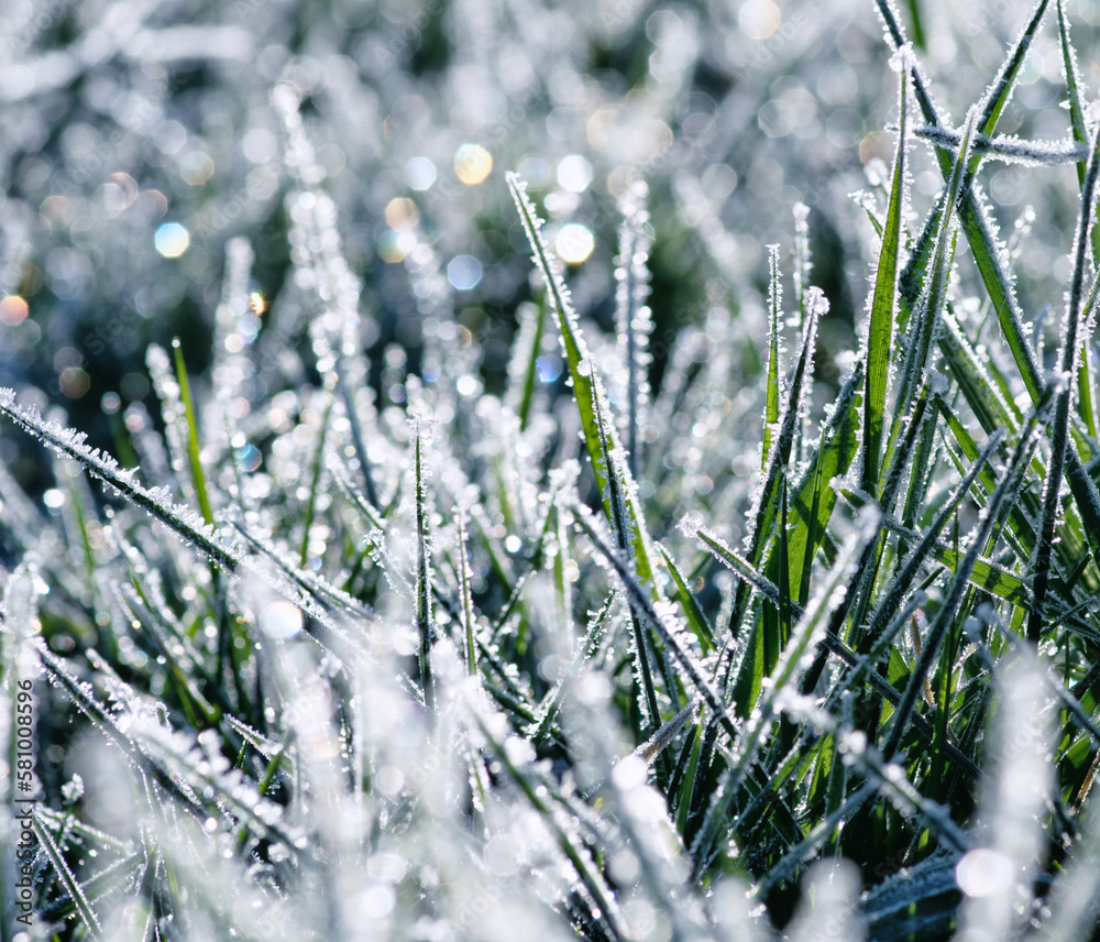 Frost on the plants. Ice grass. Beautiful winter background