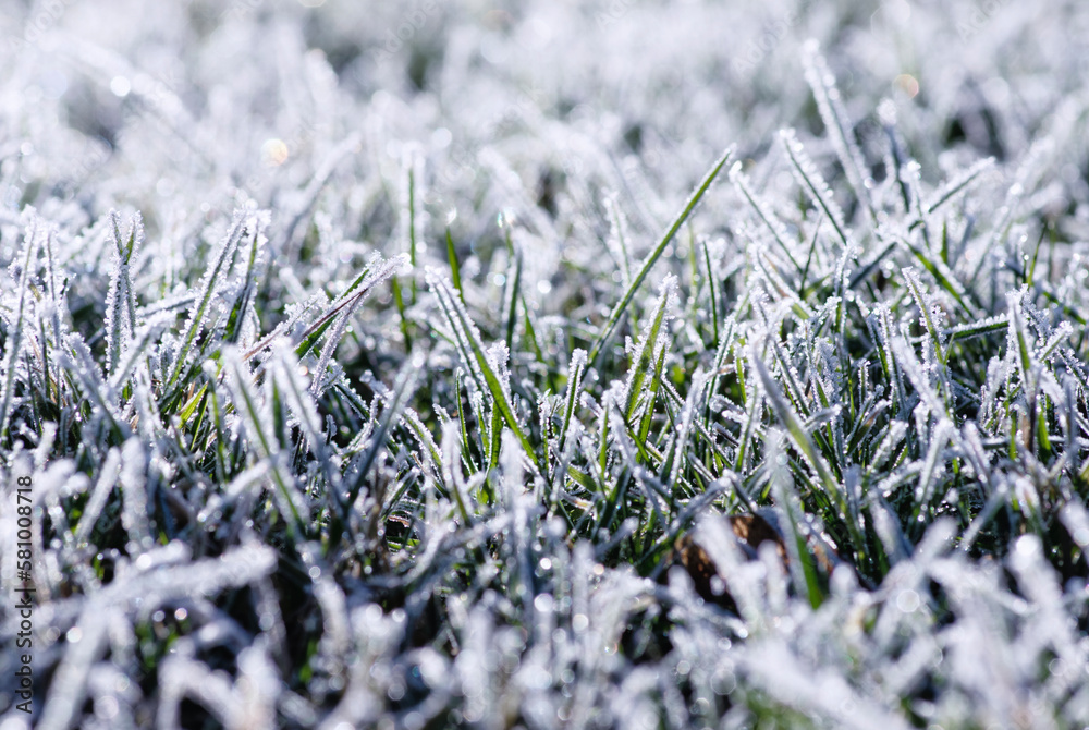  frost on the grass in the field