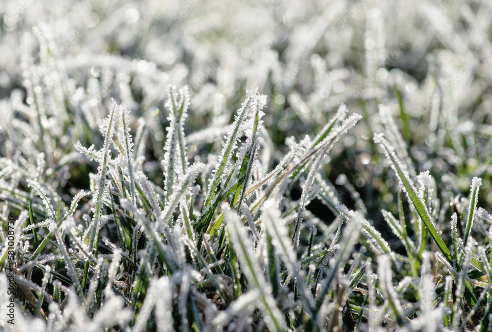 Frost on the plants. Ice grass. Beautiful winter background