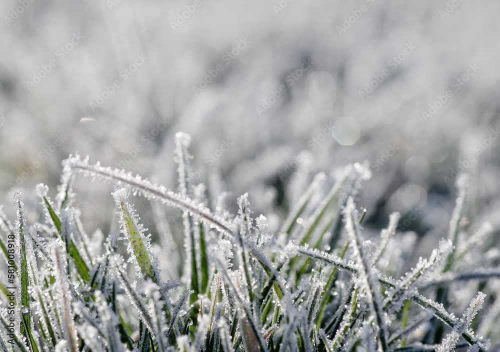 Frost on the plants. Ice grass. Beautiful winter background