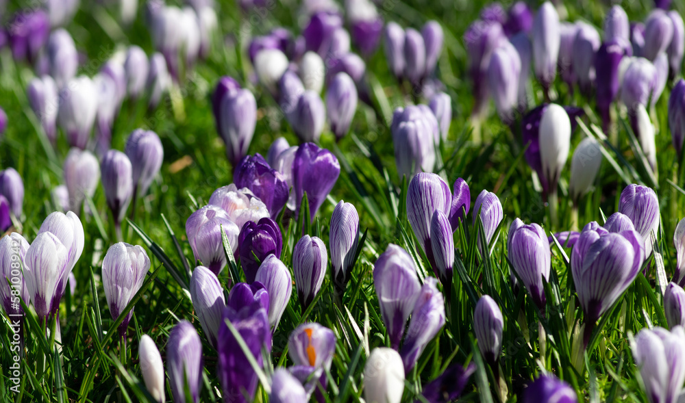 purple crocus flowers in a grass