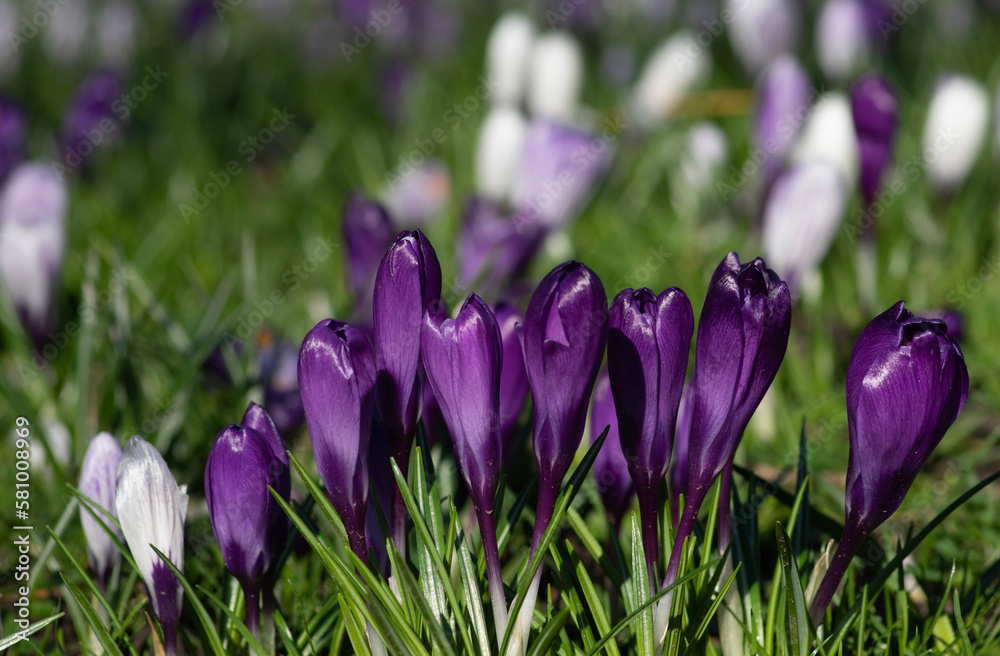 purple crocus flowers in a grass