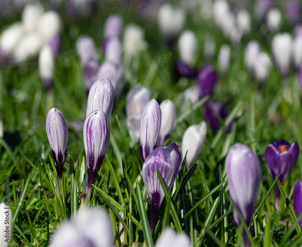 purple crocus flowers in a grass