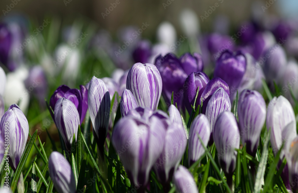 purple crocus flowers in a grass