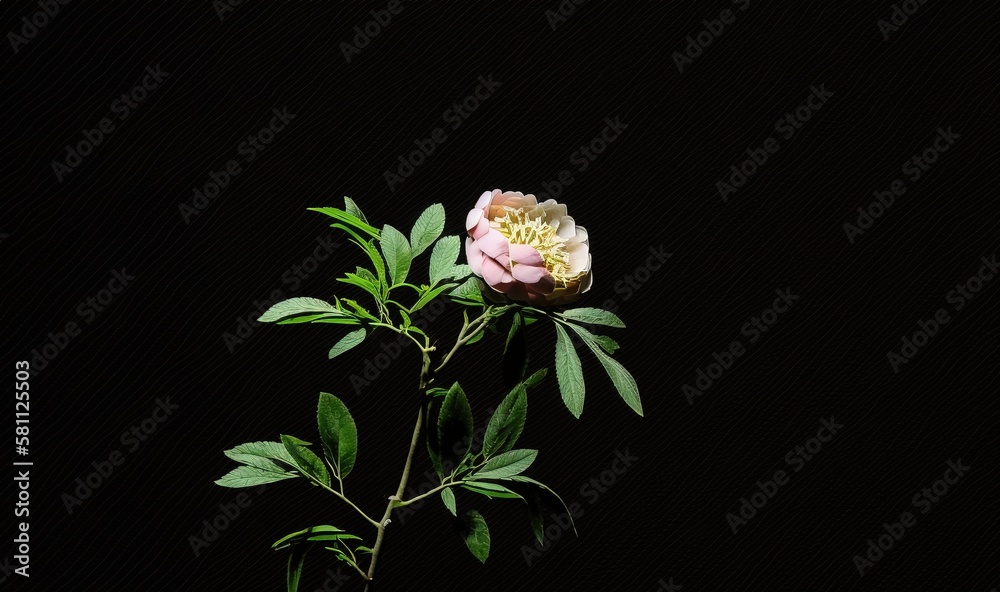  a pink flower with green leaves on a black background with a black background and a white flower in