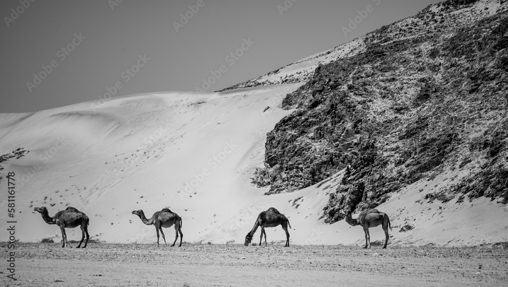 camels in the desert