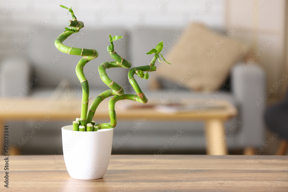 Pot with bamboo plant on table in living room