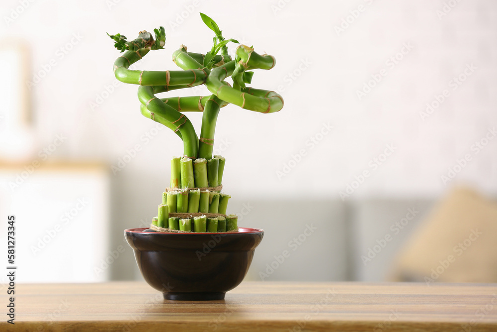 Pot with bamboo plant on table in living room