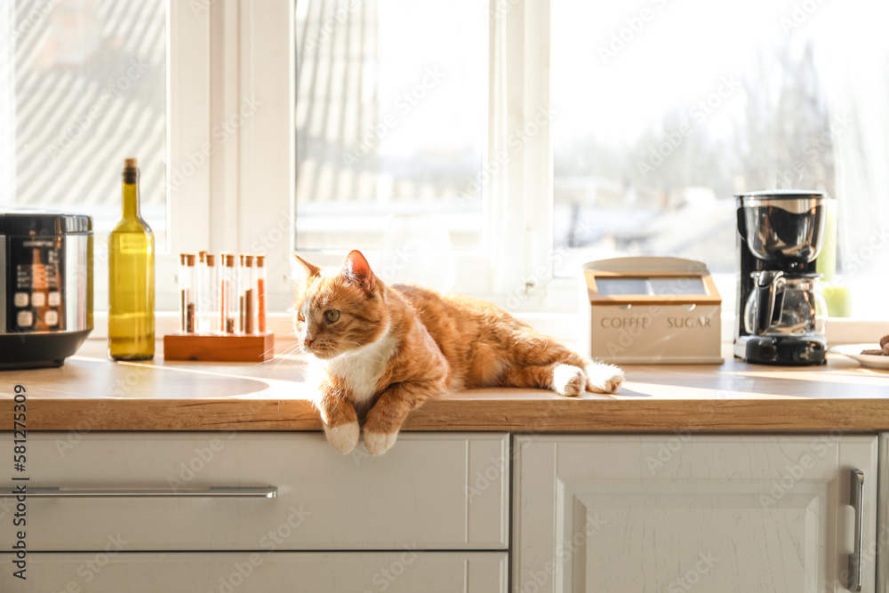 Cute red cat lying on counter in kitchen