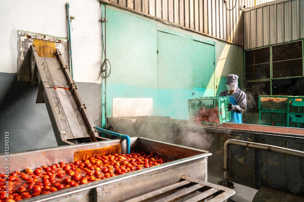 A Worker wearing protective clothing are working in a tomato factory. Food industry. tomatoes indust