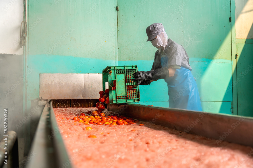 Asian worker pouring tomatoes into automatic boiling machine in industrial factory. tomatoes industr