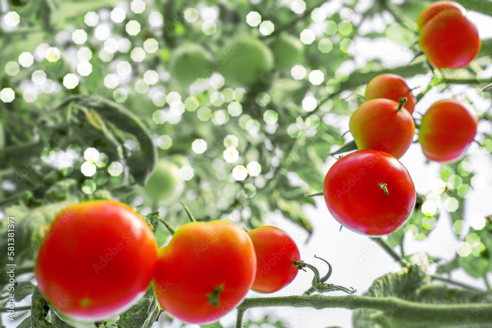 Red Tomatoes. Beautiful red ripe Tomatoes grown in a greenhouse. Gardening tomato photograph with co