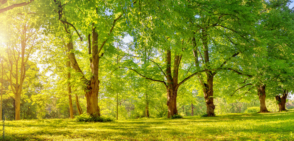 Beautiful background of the sunrise in natural deciduous park.