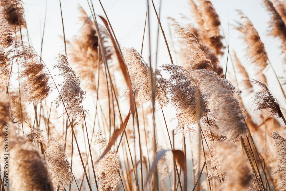 Reed grass in wind at lake. Natural background with soft focus and pastel colors