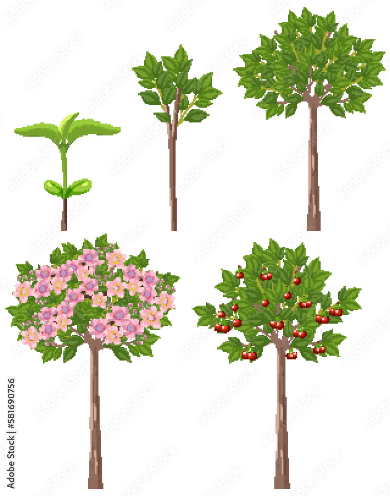 Stages of Cherry Tree Growth Vector