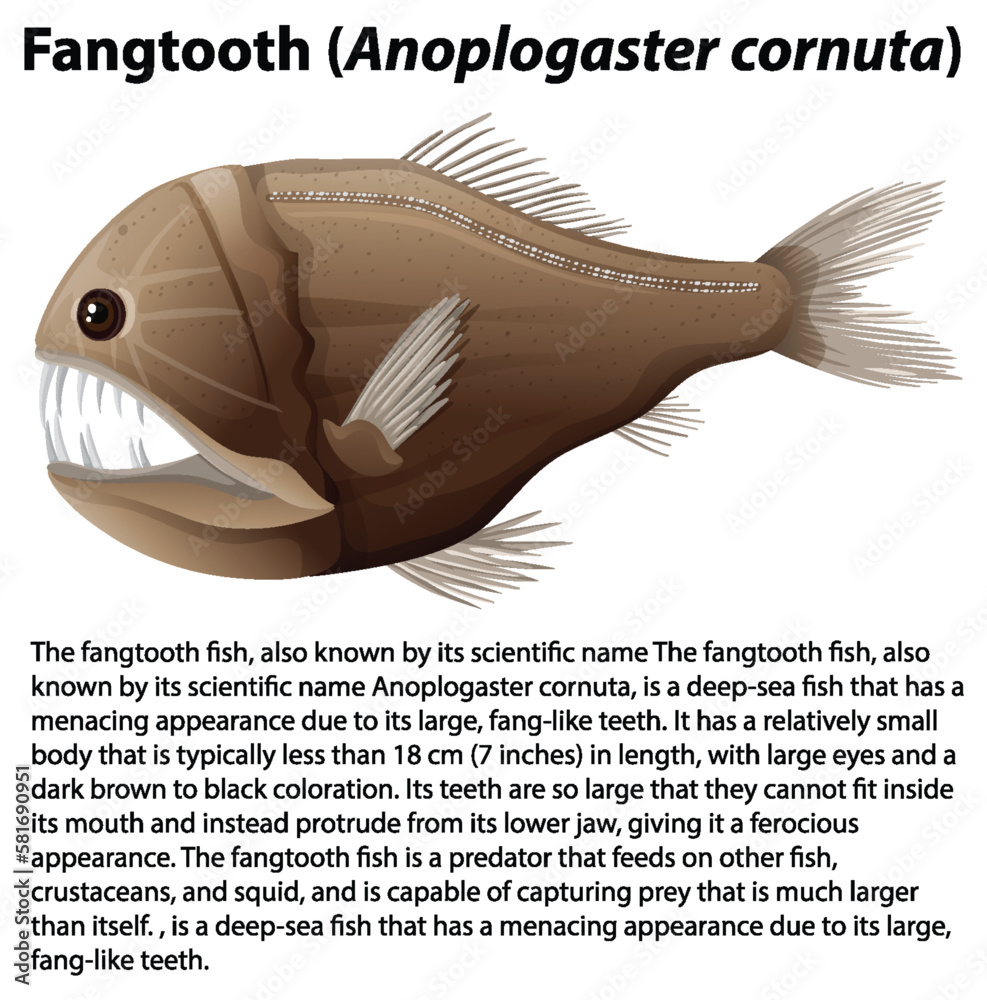 Fangtooth (Anoplogaster cornuta) with Informative Text